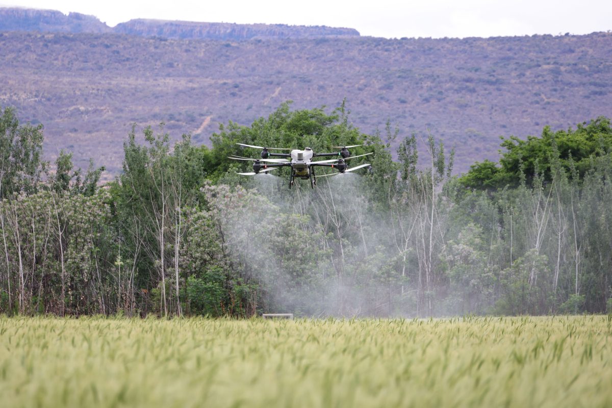 An agricultural drone spraying a crop field as part of precision agriculture
